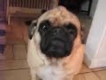 Frank The Pug