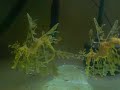 Leafy seadragon on coralfriend\