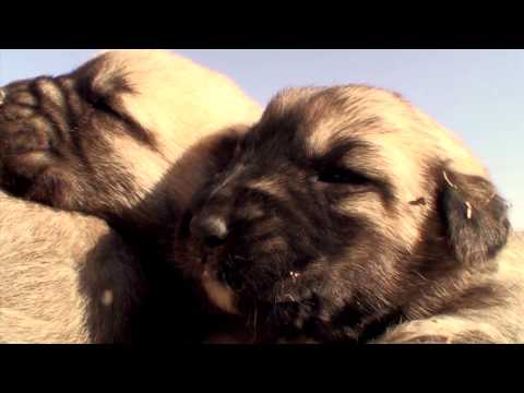kangal