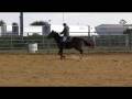Sand Cay Farm, CPTN Jack Sparrow, AQHA Long Yearling gelding, RIDING SUPER