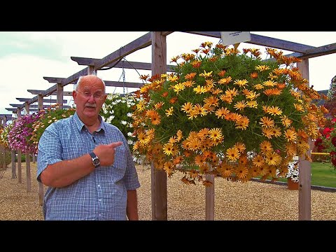 how to harvest osteospermum seeds