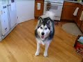 Alaskan-malamute