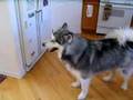 Talking Alaskan Malamute