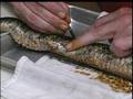 Timber Rattlesnake Conservation Study at CU