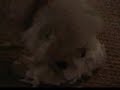 Bichon Puppy & The Toliet Paper!