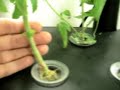 Aerogarden Experiment at 5.5 wks