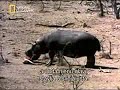 Hipopótamo salva a un impala Hipopótamo salva a un impala