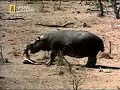 Hipopótamo intenta salvar a un impala