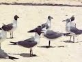 Feeding Seagulls