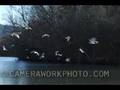 Bonaparte Gulls Feeding on Maumelle River in Arkansas
