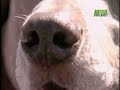 Breed All About It - Weimaraner