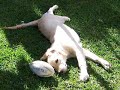 My Dog, Jazz
