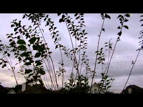 how to prune a nectarine tree