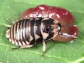15 baratas se transformando em uma vespa -  Las cucarachas ! Se busca - Cockroaches ! Wanted