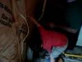 Ewan Hawk Helping during remodeling