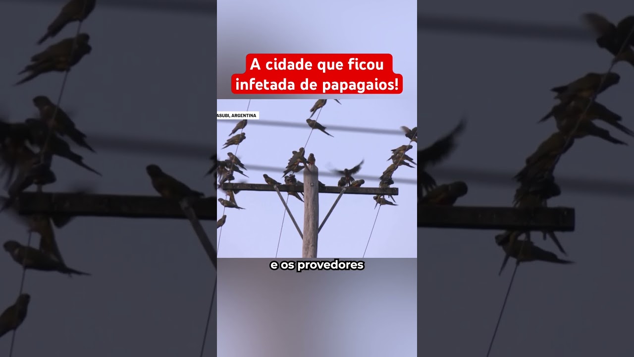 A Cidade Que Ficou Infestada De Papagaios