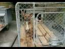SPCA, Bay of Islands, Rex a old Shelter Dog