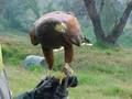 CETRERIA (TRIBUTO A NUESTRAS AVES) FALCONRY
