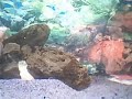 ciklet aquarium chiclid