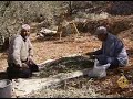 موسم الزيتون في فلسطين تحت نيران الإحتلال