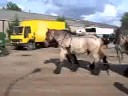 Horses - horseshoeing - cytekhorse.com