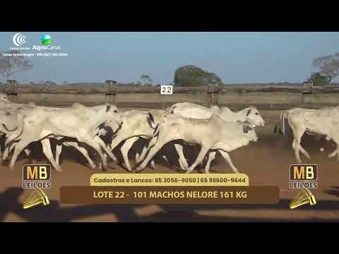 508� LEIL�O VIRTUAL MB LEIL�ES