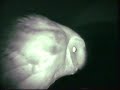 More Barn Owl Close ups