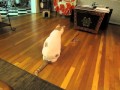 Our Cat Spins His Toy Wand By Himself!