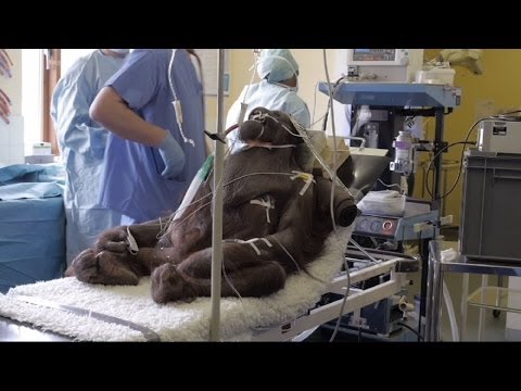 Vicki the orangutan has ground-breaking sinus surgery at Chester Zoo