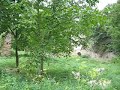 S.O.S. Cetatea Saschiz