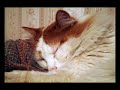 A Touching Memorial/Musical Tribute to Our Family Pet