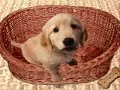 chien qui parle ..... j/13/12