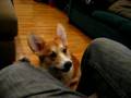 Talking corgi