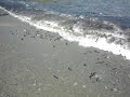 Capelin Run in Newfoundland Capelin Run in Newfoundland