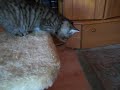 Video anschauen
