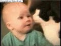 AFV - Stealth Cats