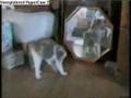 AFV - Stealth Cats