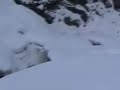 Tragic Moose Rescue Attempt