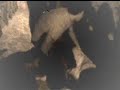 salvate il soldato max - saving private max