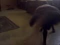 Luckydog wrestles with my foot.
