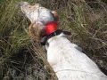 English setter