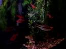 Aquarium4 (yea it\