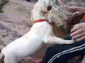 Labrador Retriever video