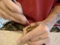 GARRISON 50mm brass padlock picked