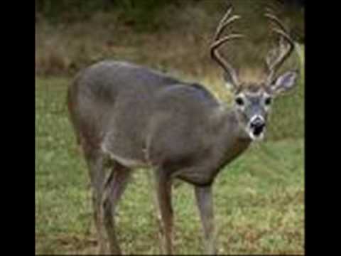 Luke Bryan- Drinkin Beer and Wastin Bullets