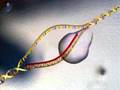 Human Genome