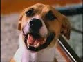 Bud Light - Bad Dog Bud Light - Bad Dog