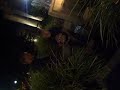 pearl street ogel