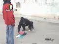 Western Sahara Intifada Smara 2 Western Sahara Intifada Smara 2