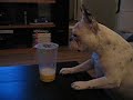 stella vs. bubble tea